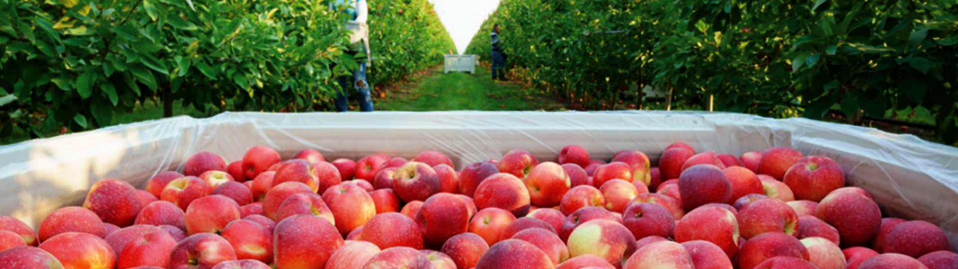 Fotografija polja jabuka