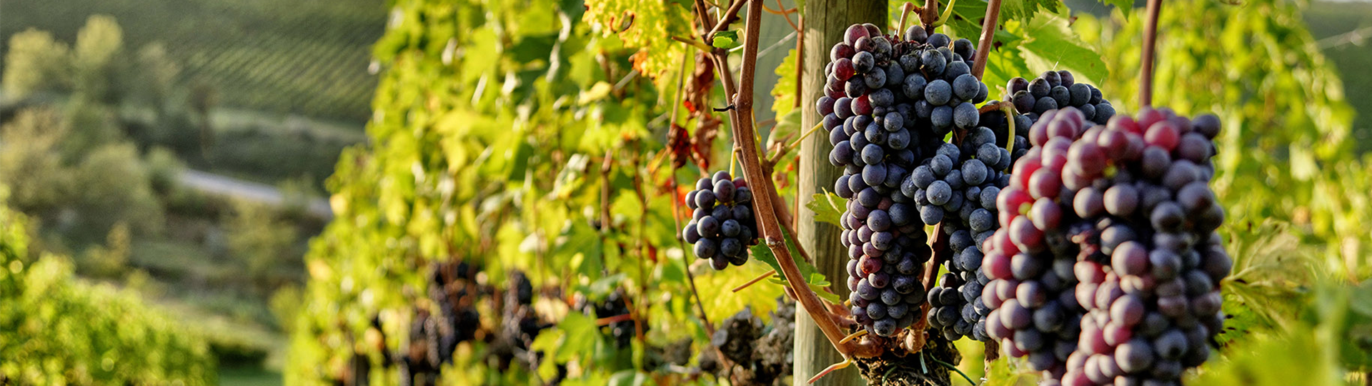 Fotografija vinograda